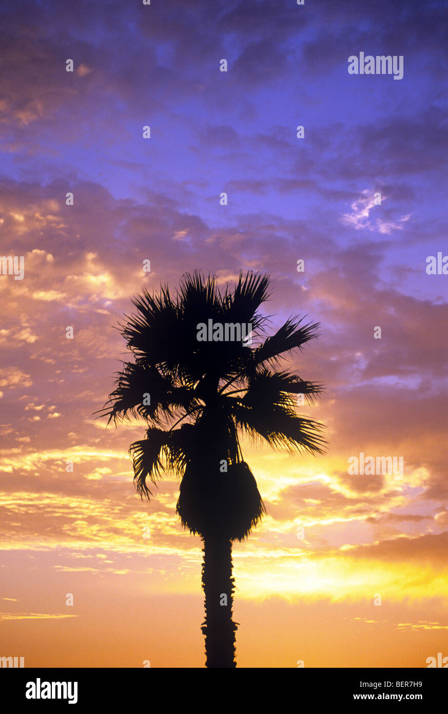 Palm Tree contro il cielo al tramonto Foto Stock