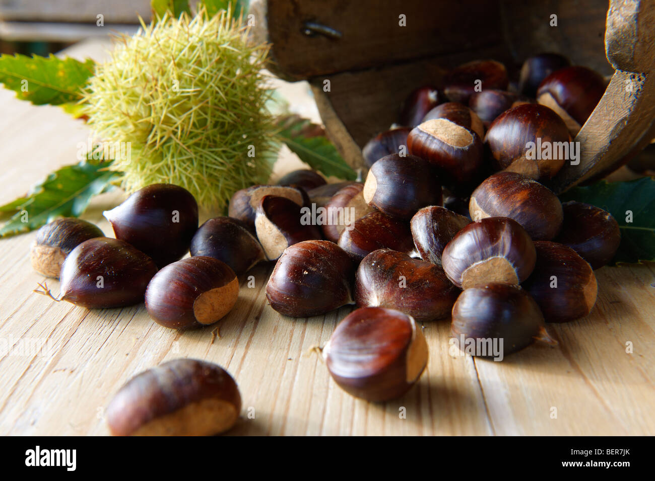 Raccolti freschi frutti di castagno e in gusci (Castanea sativa) Foto Stock