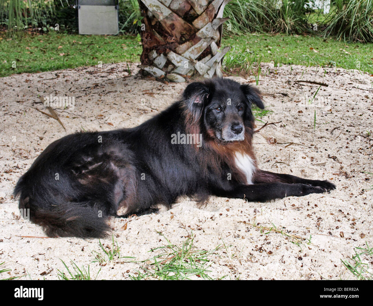 Bianco nero e marrone cane canine in seduta sandpile razza chow e Border Collie Foto Stock
