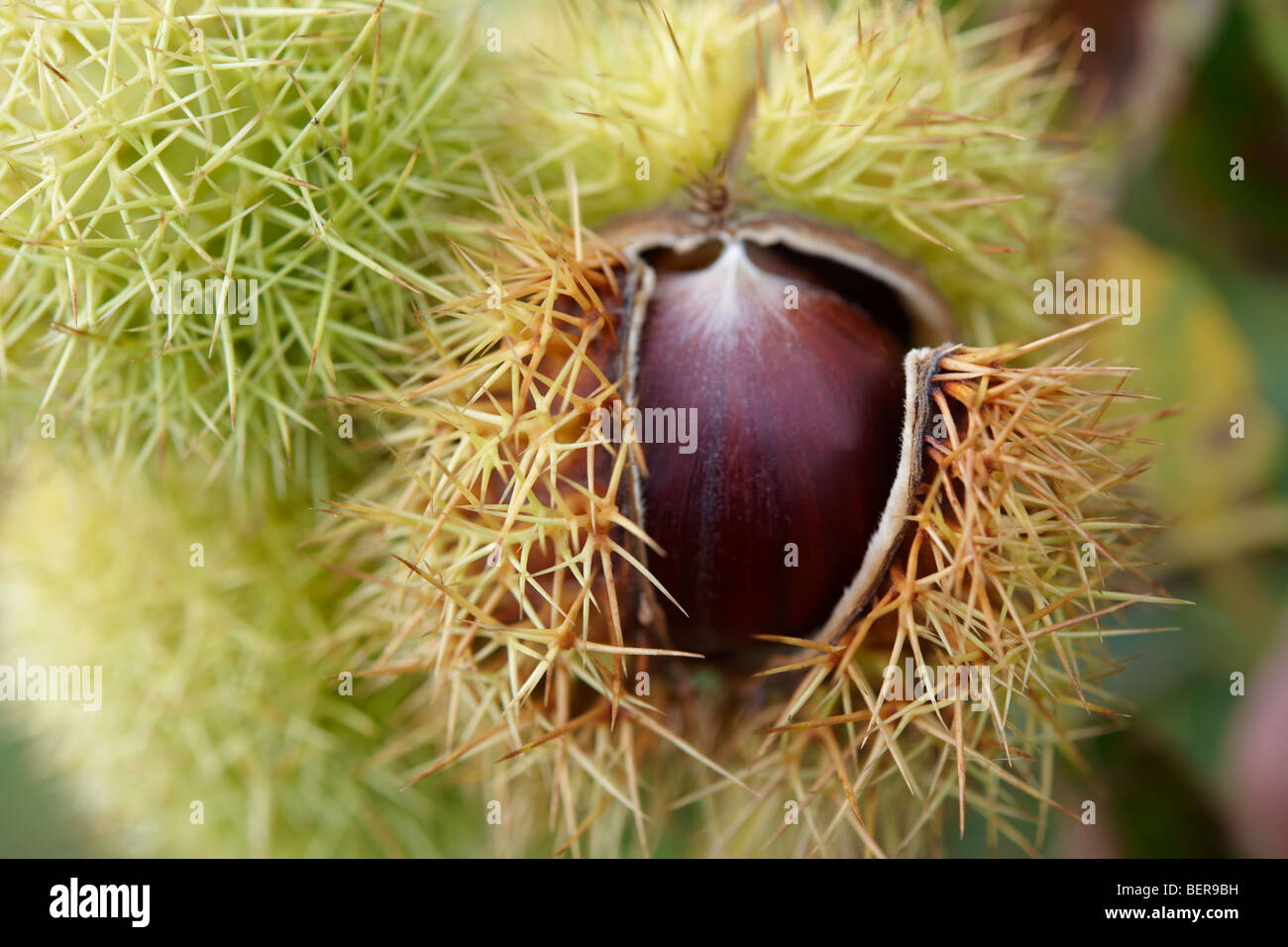 Onu fresche raccolte a frutto di castagno appeso a un albero (Castanea sativa) Foto Stock