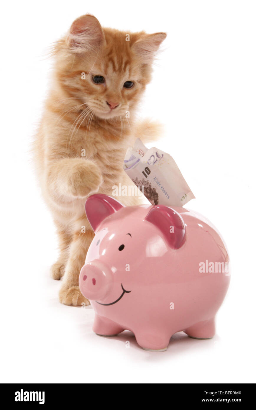 Siberiano Rosso tabby risparmio di denaro 15 settimane vecchio ritratto in studio Foto Stock