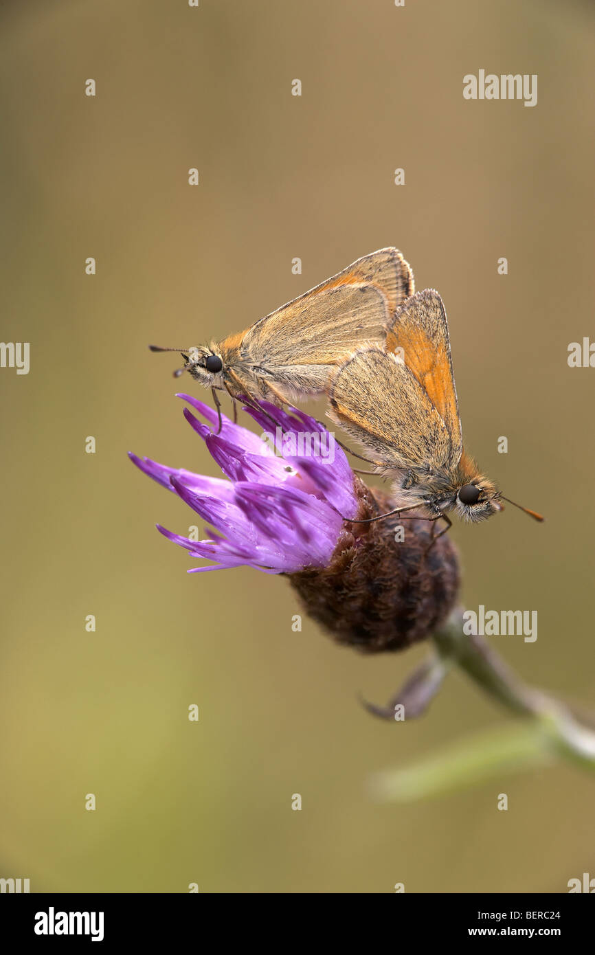 Piccola Skipper, Thymelicus sylvestris, farfalle coniugata, Fen Bog, North Yorkshire, Regno Unito Foto Stock