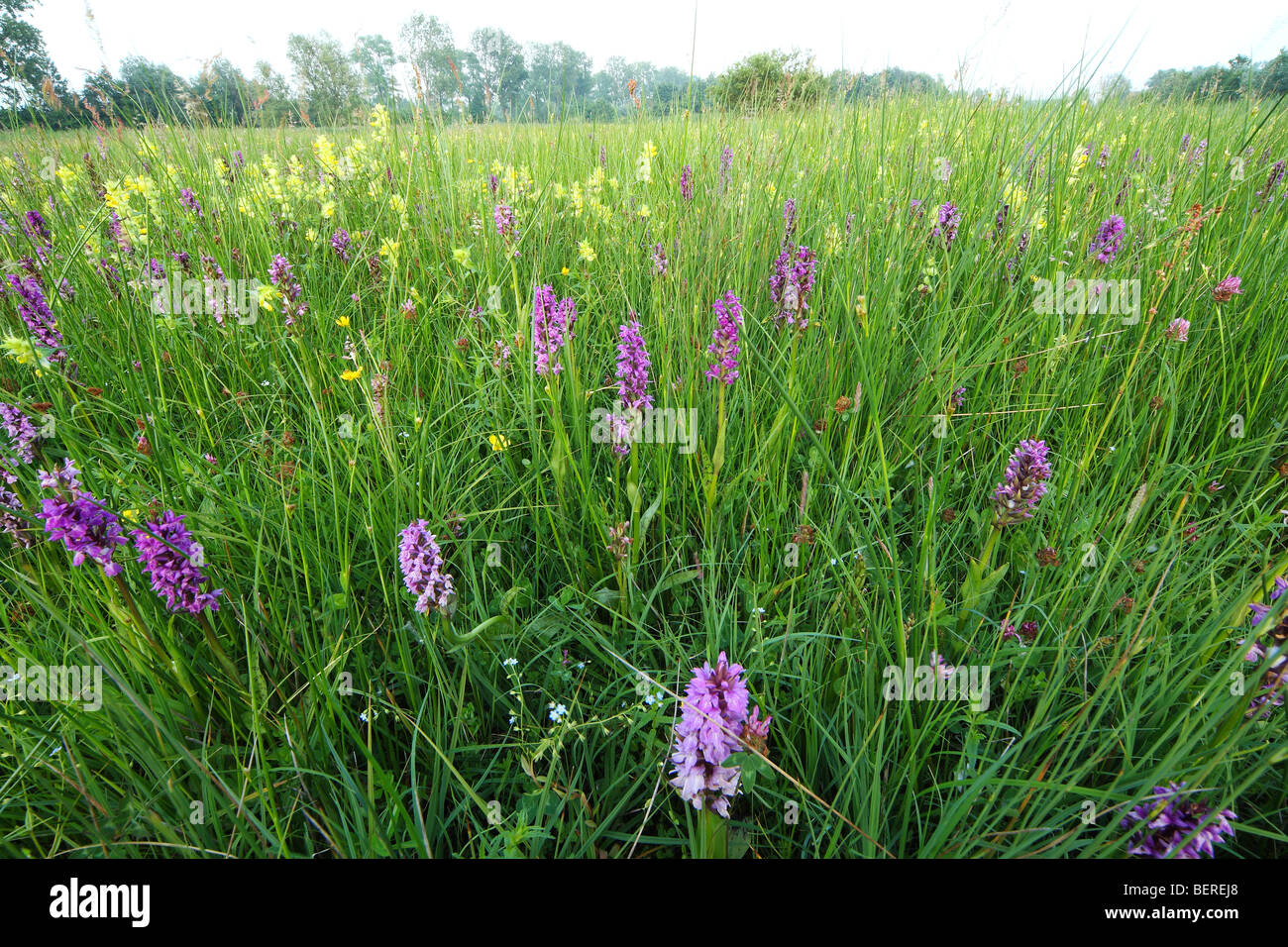 Maggiore fioritura giallo-rattle, di Latifoglie orchidea palustre, riserva naturale Valle del Zuidleie, Belgio Foto Stock