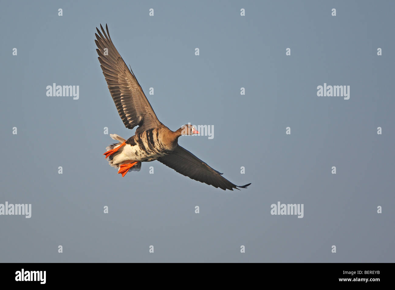 Maggiore bianco-fronteggiata Goose (Anser albifrons) in volo Foto Stock