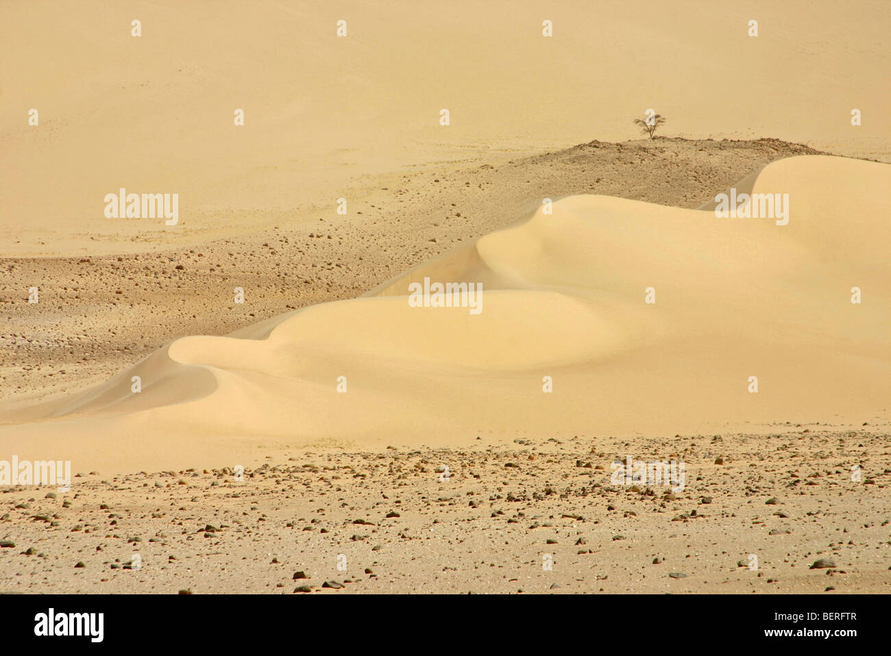 Le dune di sabbia e albero solitario nel deserto del Sahara, Niger, Africa occidentale Foto Stock