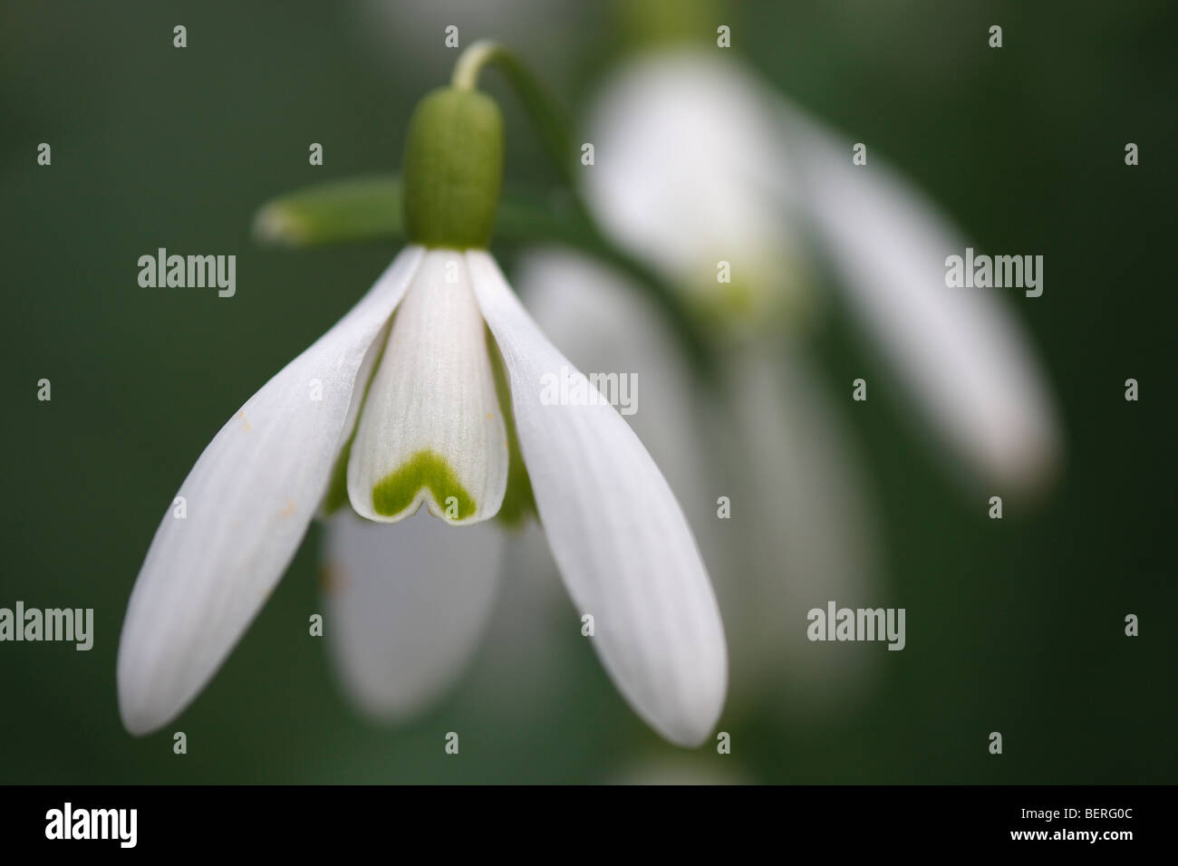 Snowdrop (Galanthus nivalis), Belgio Foto Stock
