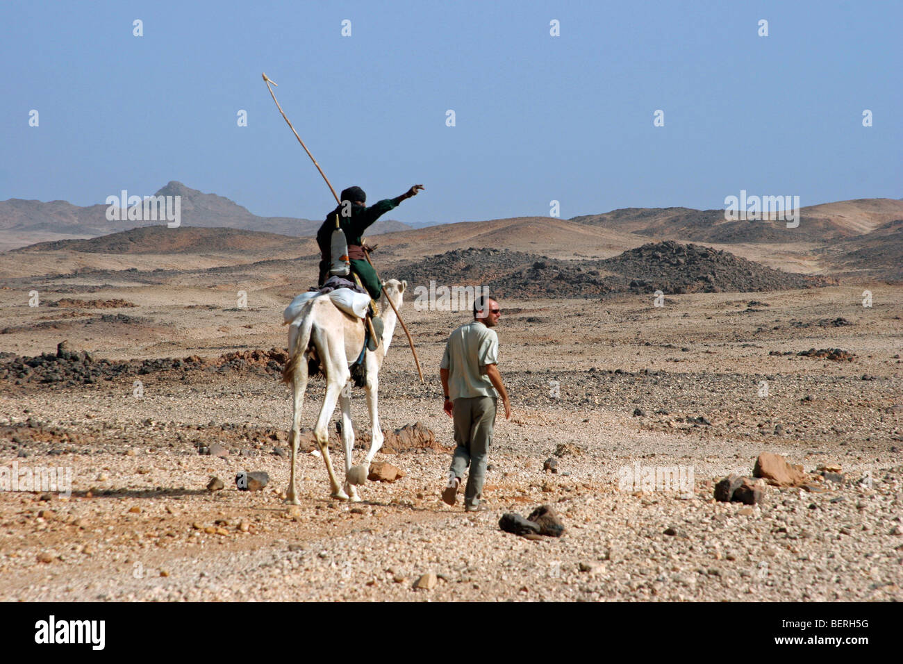 Il Tuareg equitazione Cammello Dromedario (Camelus dromedarius) e il turista nel deserto del Sahara, aria montagne, Niger, Africa occidentale Foto Stock