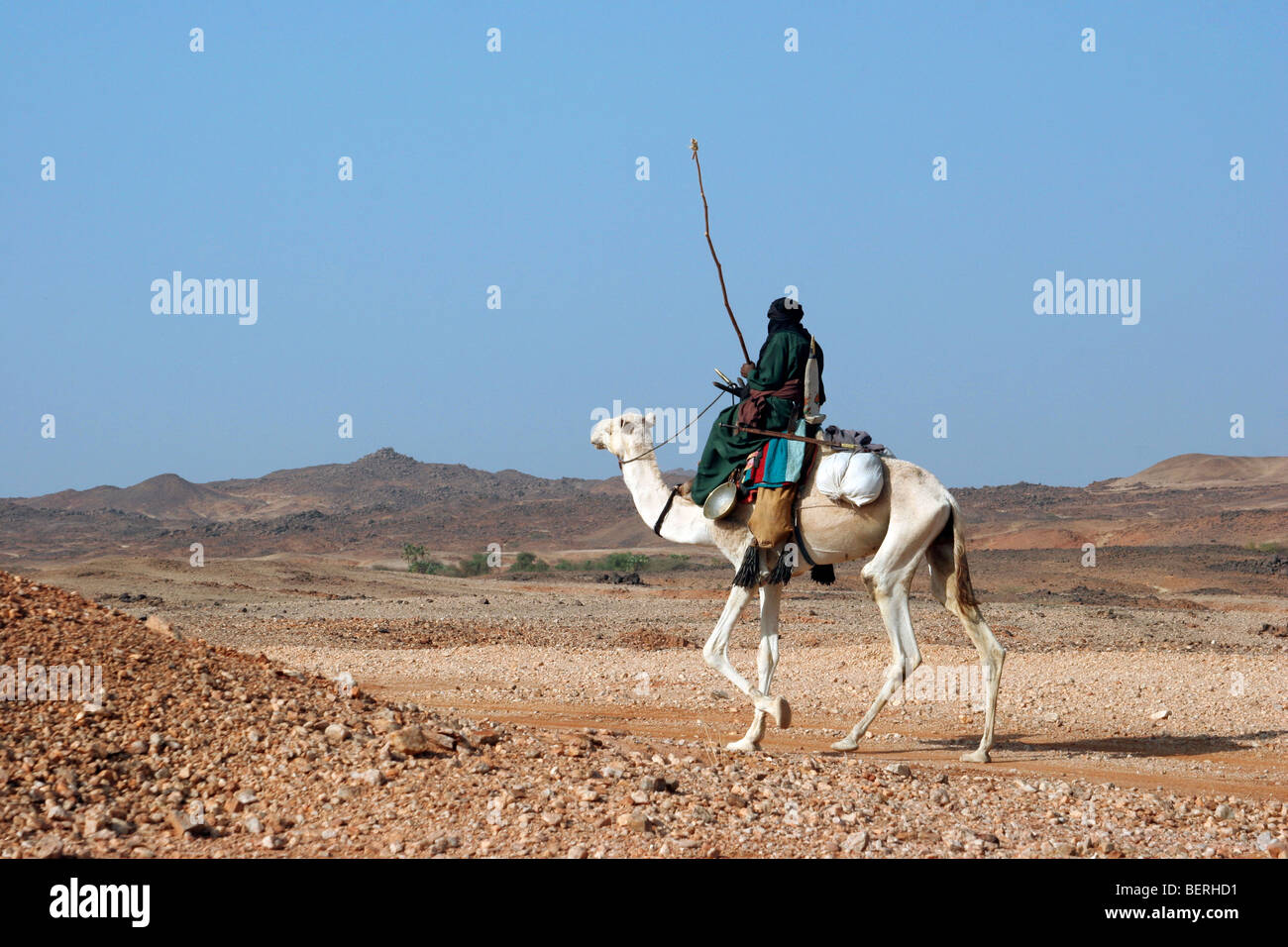 Il Tuareg equitazione Cammello Dromedario (Camelus dromedarius) nel deserto del Sahara, aria montagne, Niger, Africa occidentale Foto Stock