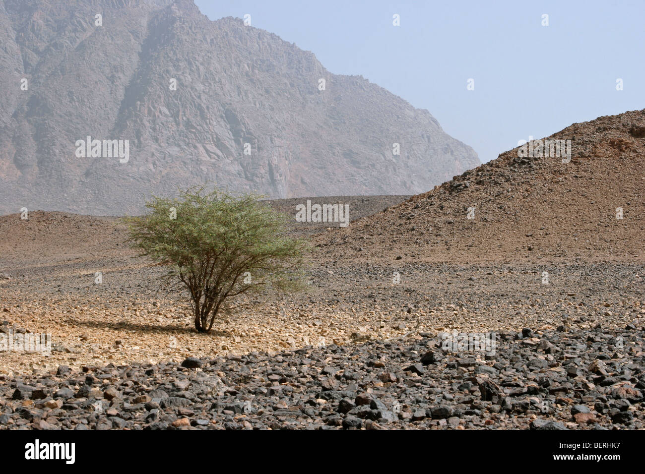 Lonely acacia nell'Aïr montagne / Aïr massiccio, Niger, Africa occidentale Foto Stock