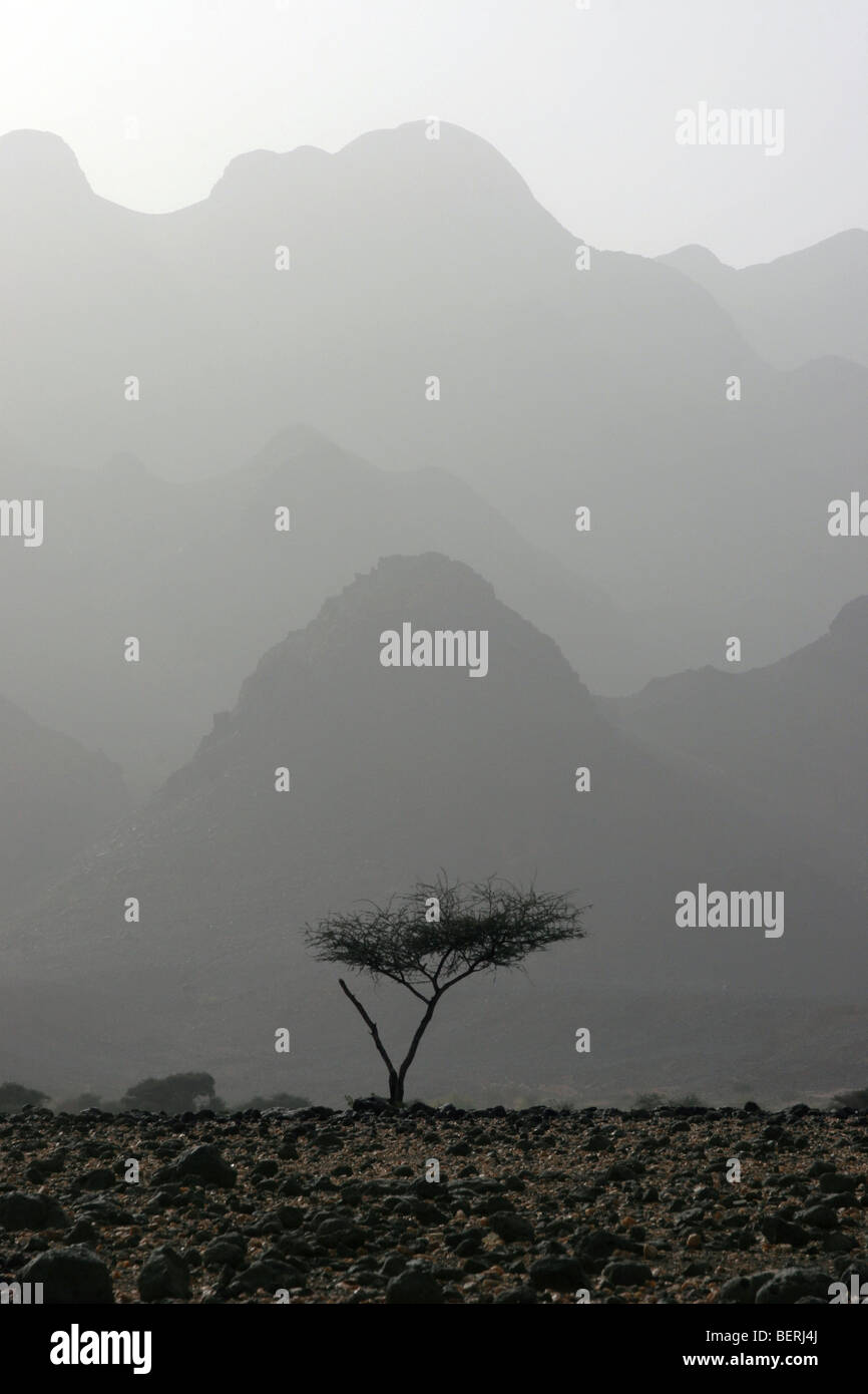 Lonely acacia nell'Aïr montagne / Aïr massiccio, Niger, Africa occidentale Foto Stock