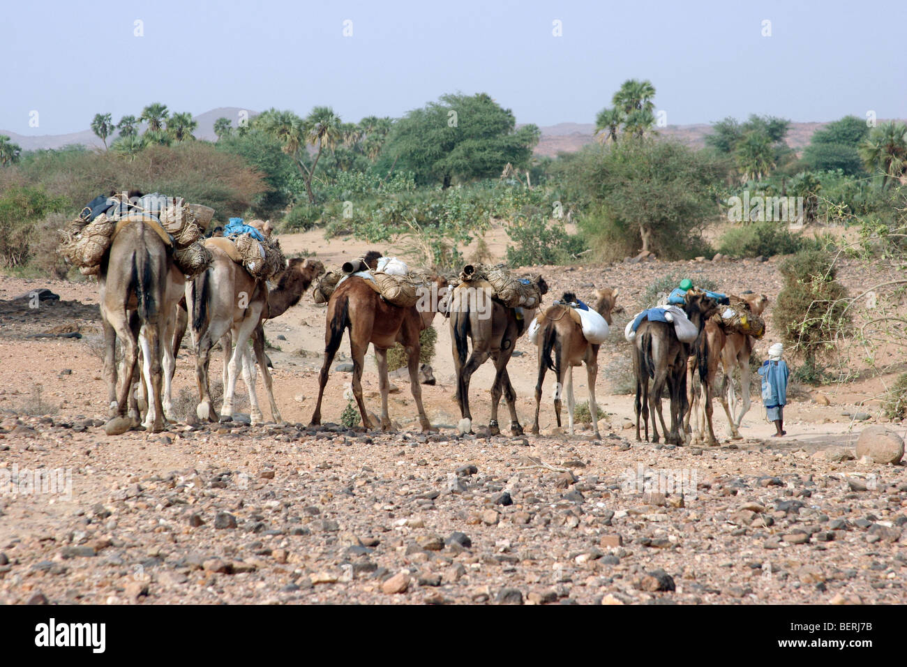 Dromedario cammelli (Camelus dromedarius) con la merce nel deserto del Sahara, Aïr montagne / Aïr massiccio, Niger, Africa occidentale Foto Stock
