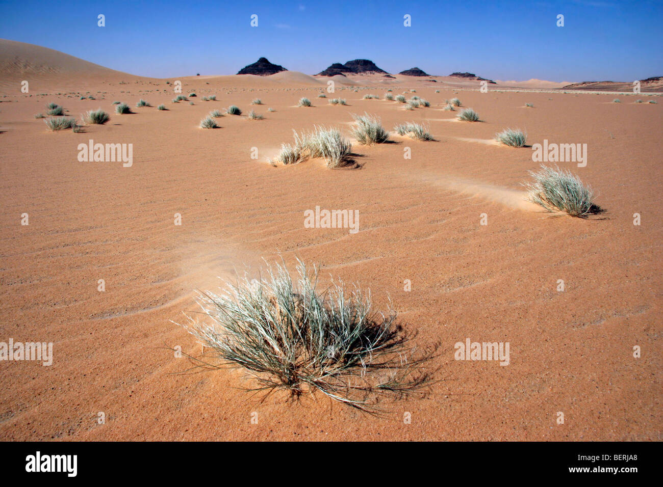 Vegetazione in Erg di Bilma, un mare di dune nel deserto Ténéré regione del sud del Sahara centrale, Niger, Africa occidentale Foto Stock