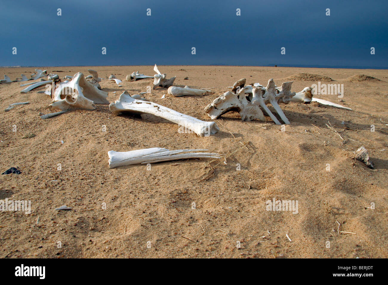 Cammello Dromedario (Camelus dromedarius) skeleton e sbiancato ossa nel deserto del Sahara, Niger, Africa occidentale Foto Stock