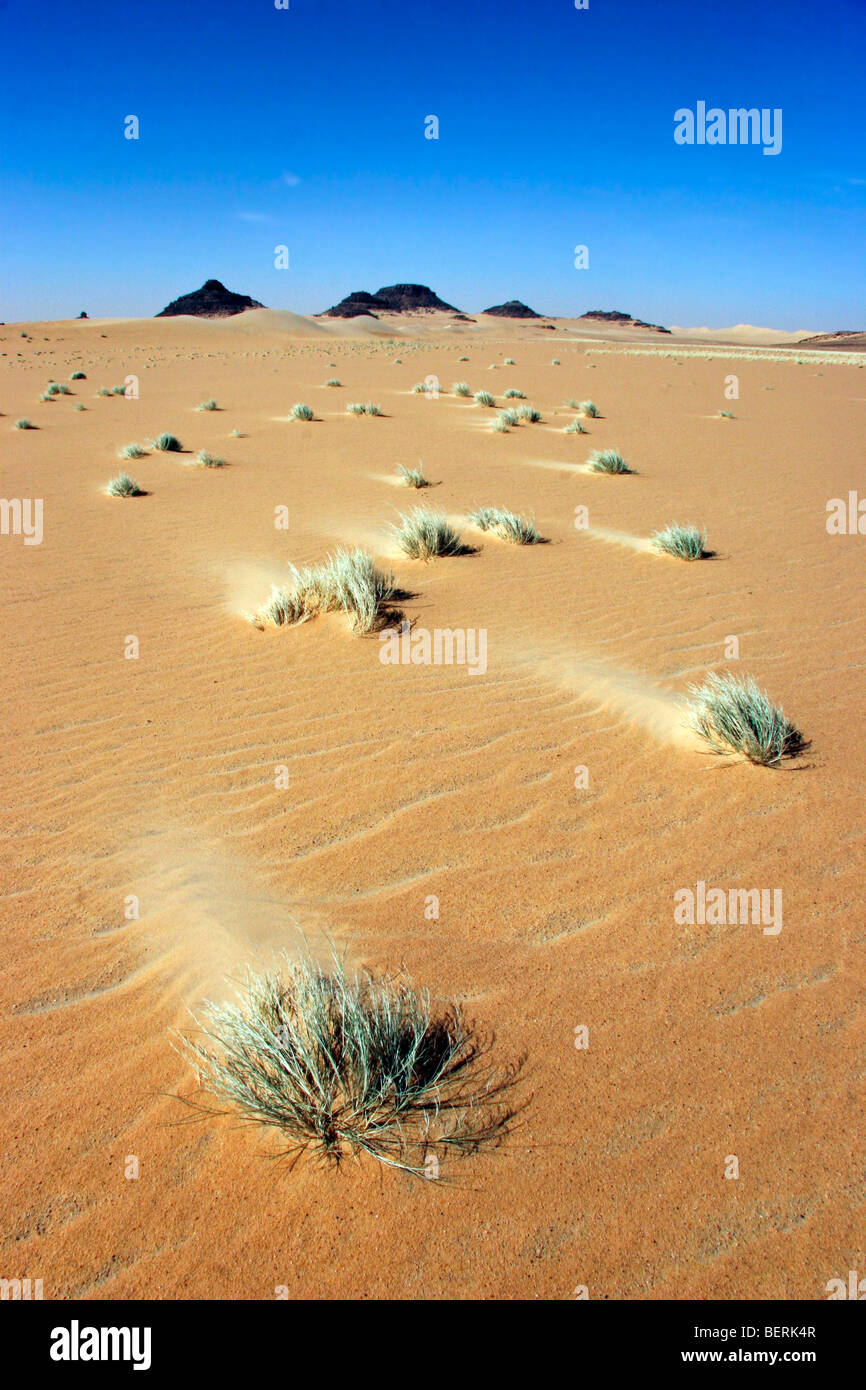 Vegetazione in Erg di Bilma, un mare di dune nel deserto Ténéré regione del sud del Sahara centrale, Niger, Africa occidentale Foto Stock