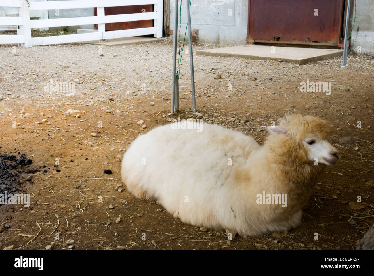 Giovani in alpaca Nasu Fattoria degli Alpaca, Tochigi in Giappone Foto Stock