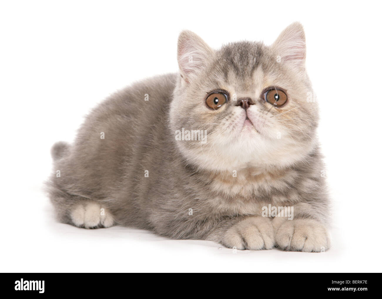 Silver tabby Exotic Shorthair kitten ritratto in studio Foto Stock