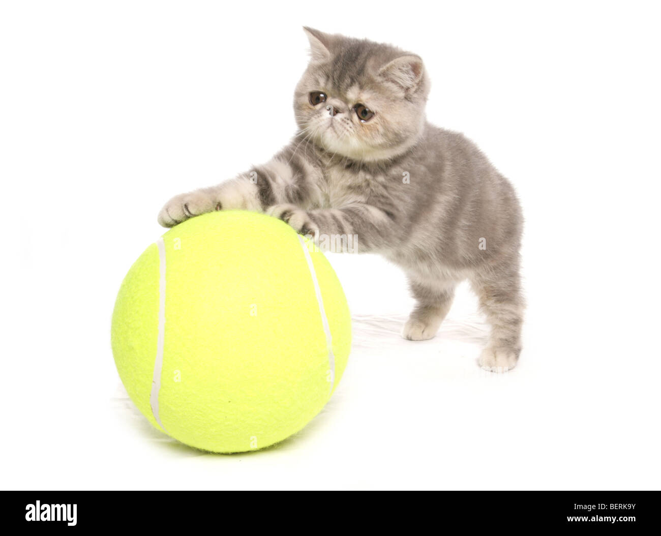 Exotic Shorthair gattino con palla da tennis ritratto in studio Foto Stock