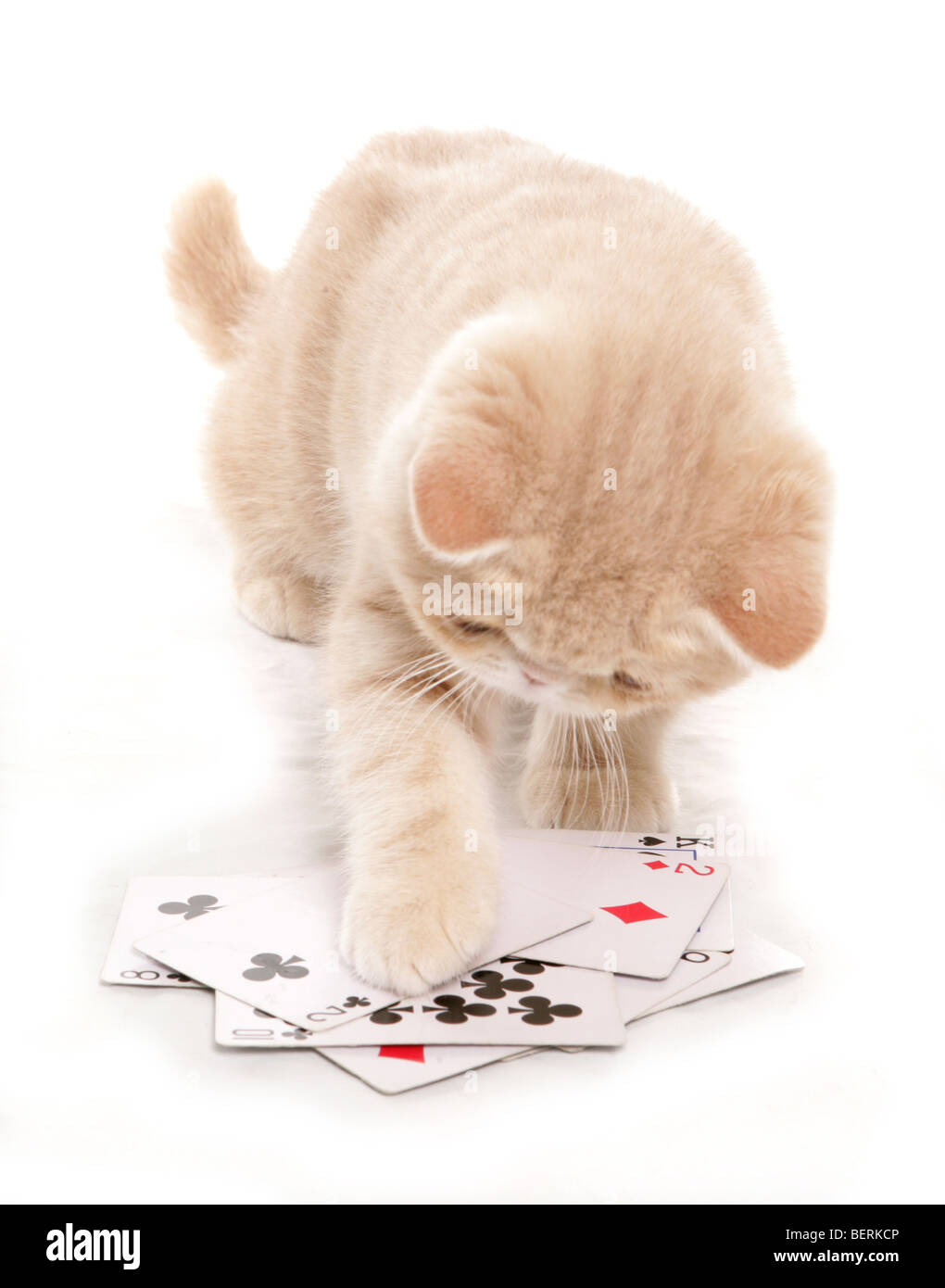 La crema Exotic Shorthair kitten giocando a carte ritratto in studio Foto Stock