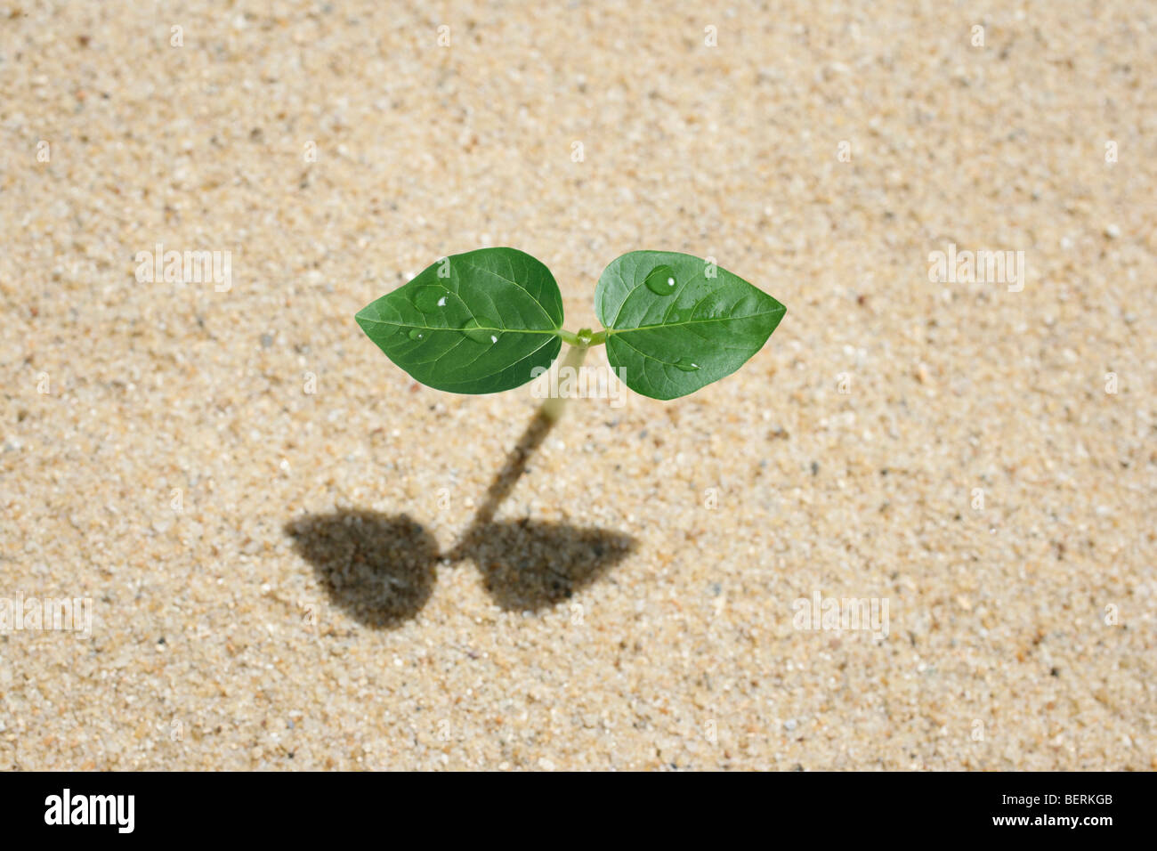 Piantina sulla sabbia, vicino fino Foto Stock