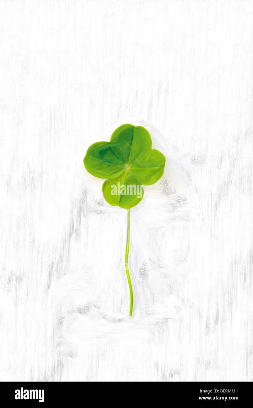 Quattro leafed clover, sfondo bianco Foto Stock