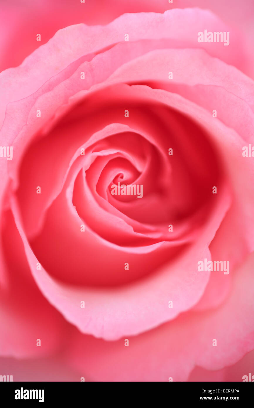 Close up di rosa rosa Foto Stock