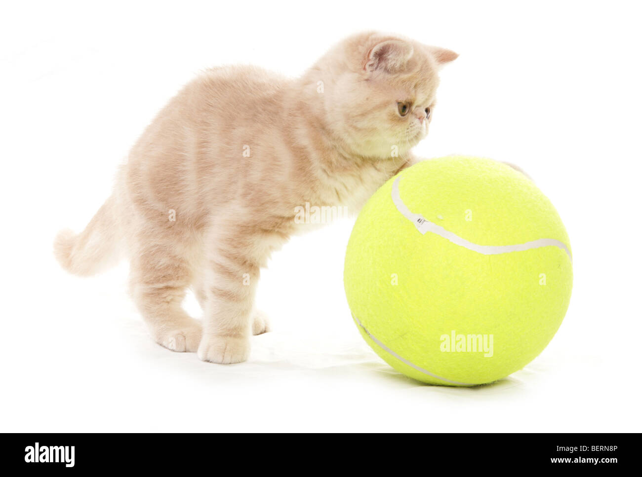 Exotic Shorthair gattino con palla da tennis ritratto in studio Foto Stock