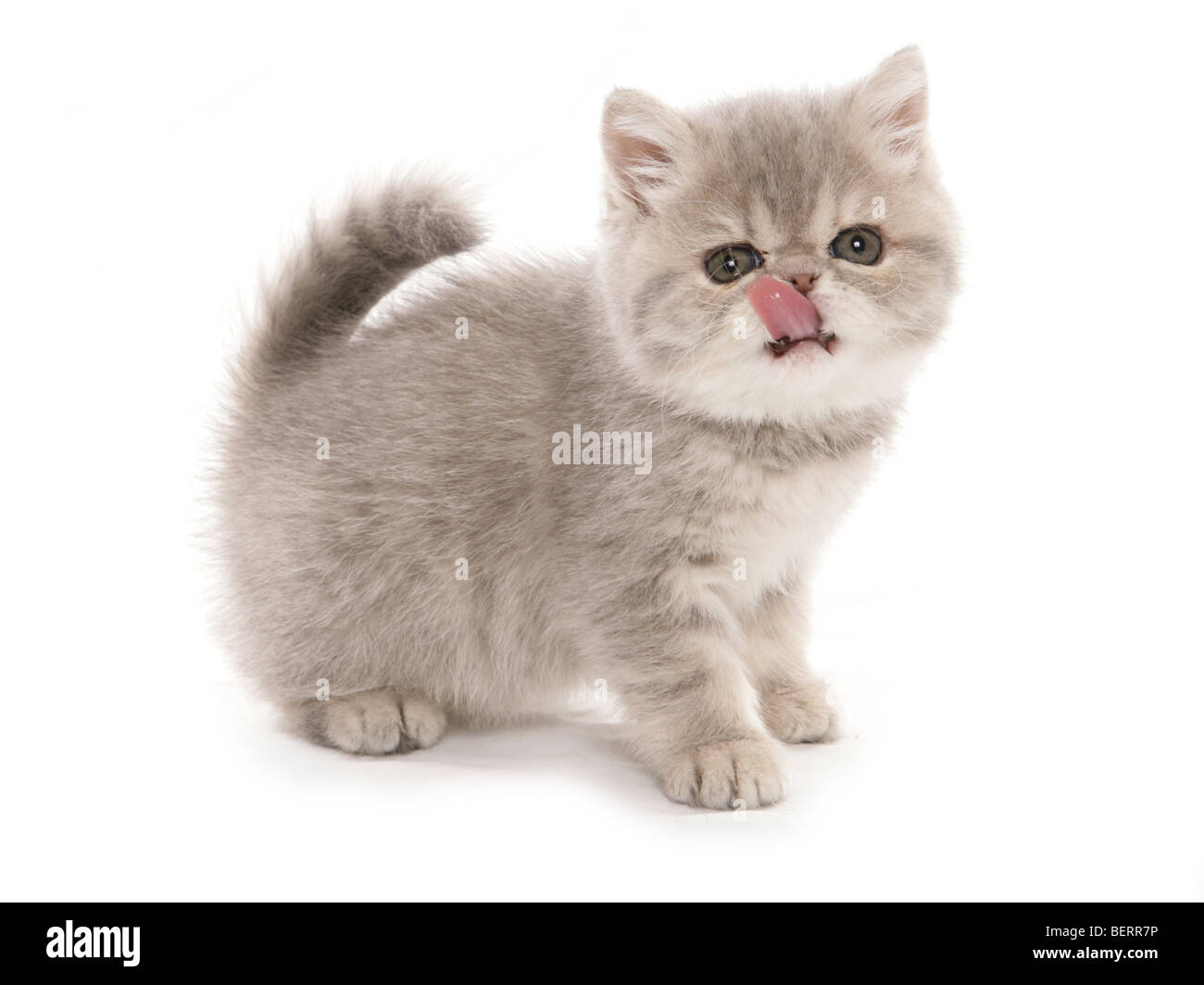 Gattino esotici ritratto preso in un studio Foto Stock