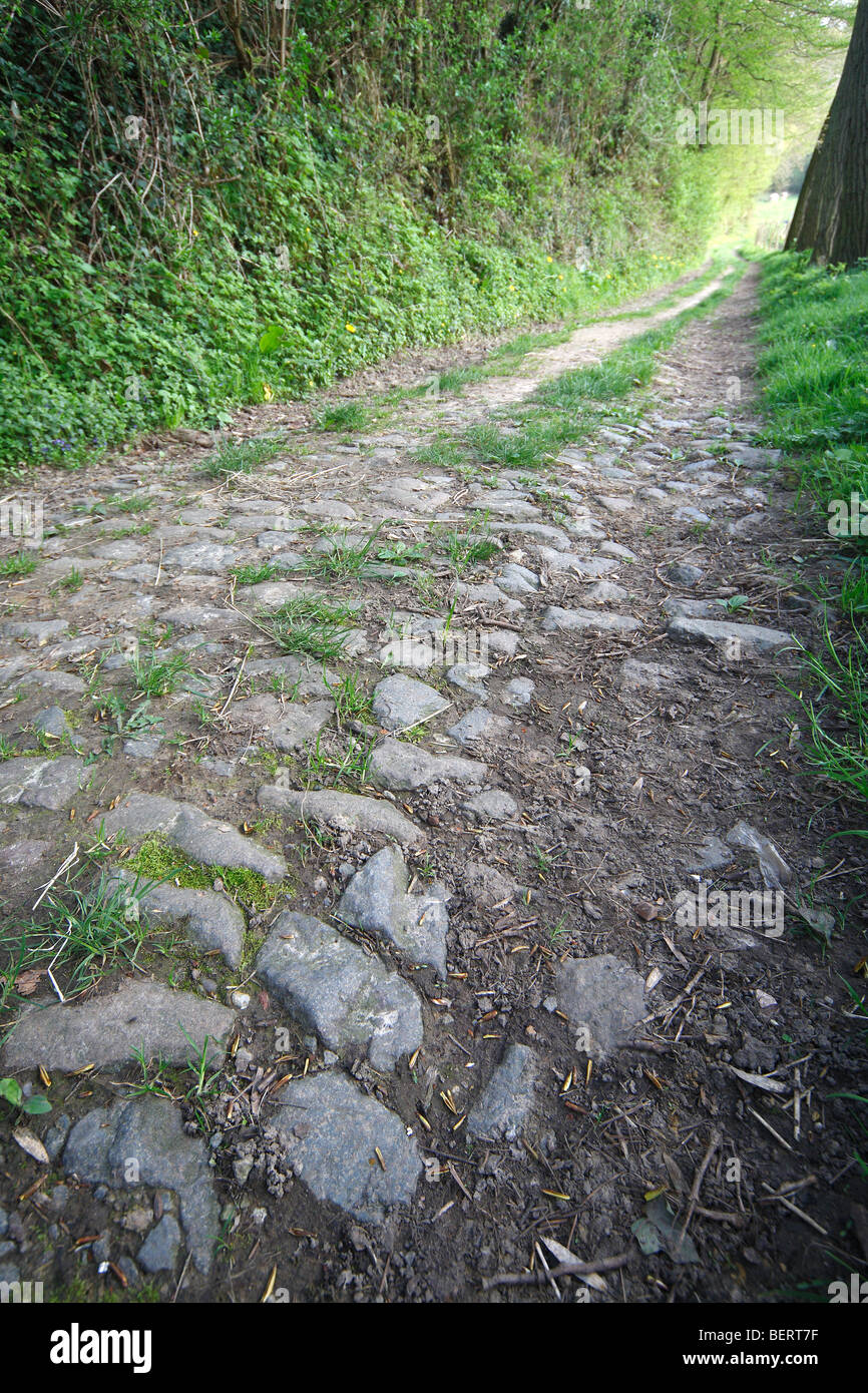 Vecchio sassoso sentiero attraverso la foresta, Ardenne fiamminghe, Belgio Foto Stock