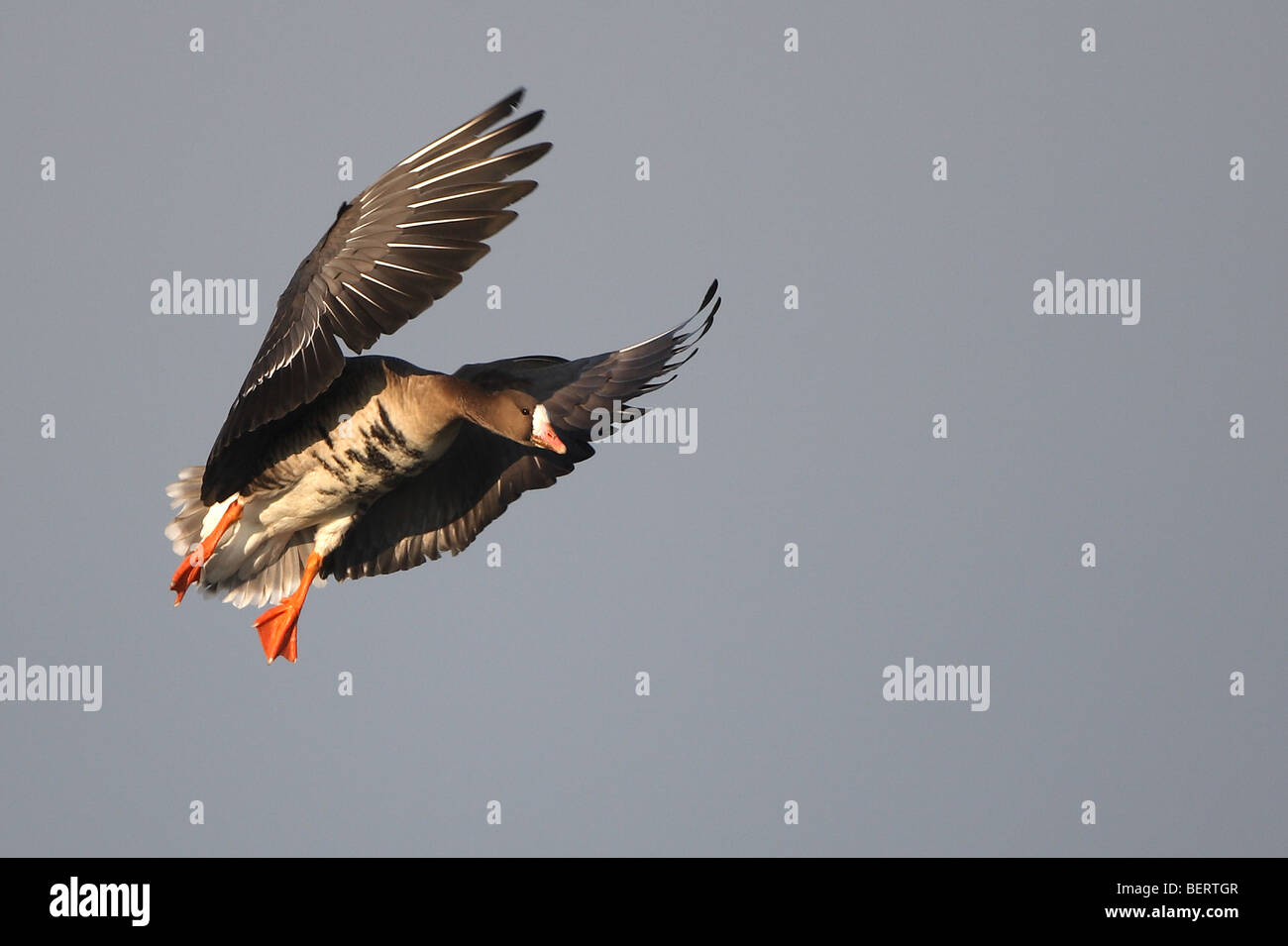 Maggiore bianco-fronteggiata Goose (Anser albifrons) in volo Foto Stock