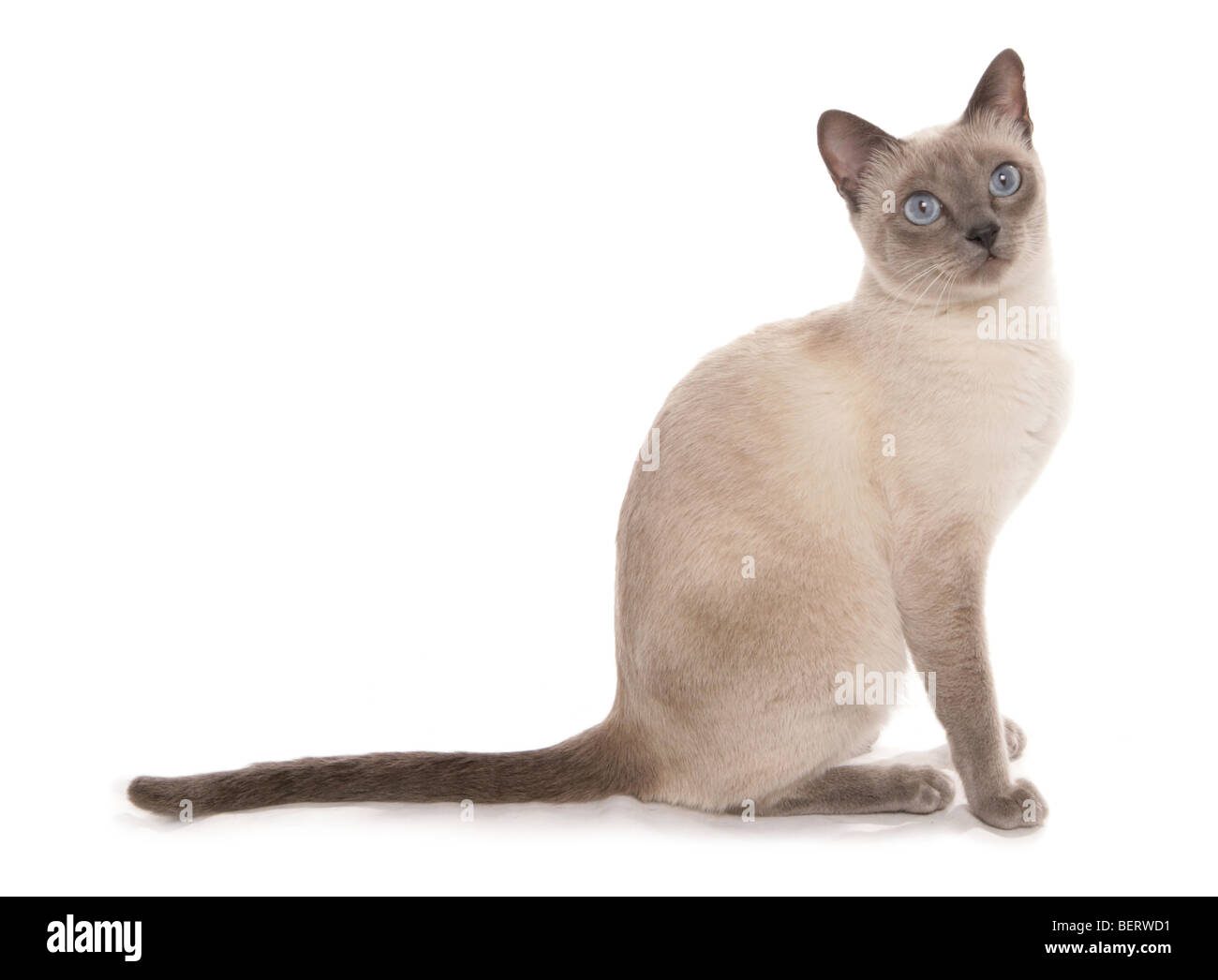 Gatto birmano ritratto in studio Foto Stock