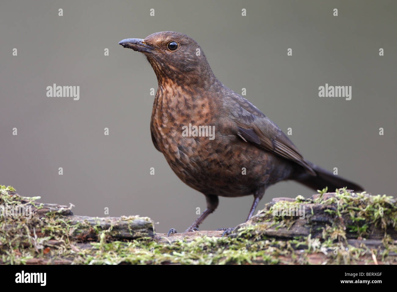 Merlo femmina (Turdus merula) sul look-out, Belgio Foto Stock