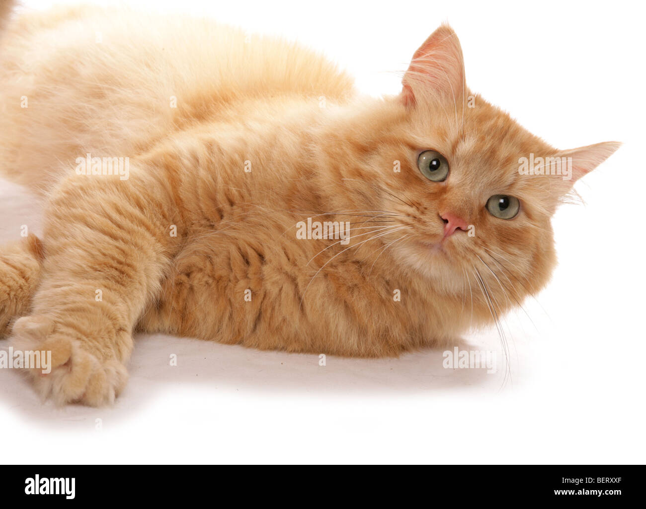 Siberiano Rosso tabby cat ritratto in studio Foto Stock