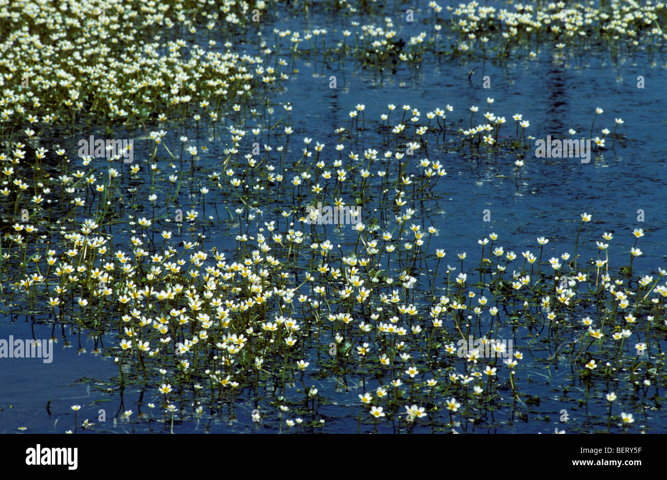 Acqua di stagno / crowfoot acqua di stagno-stella (Ranunculus peltatus) in fiore nel flusso Foto Stock