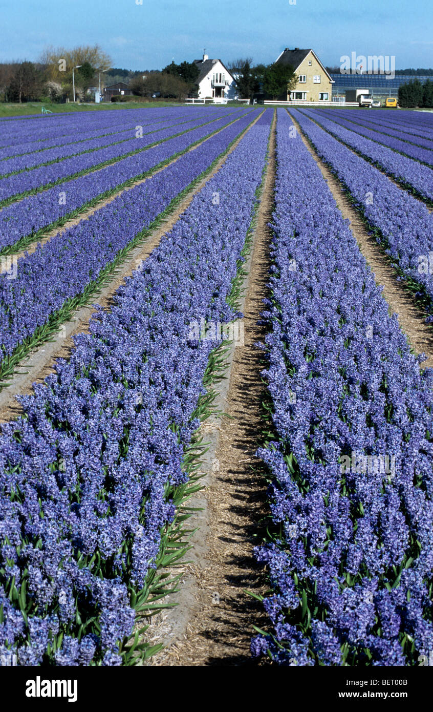 Campo con righe di colore blu giacinti coltivati in Olanda, Paesi Bassi Foto Stock