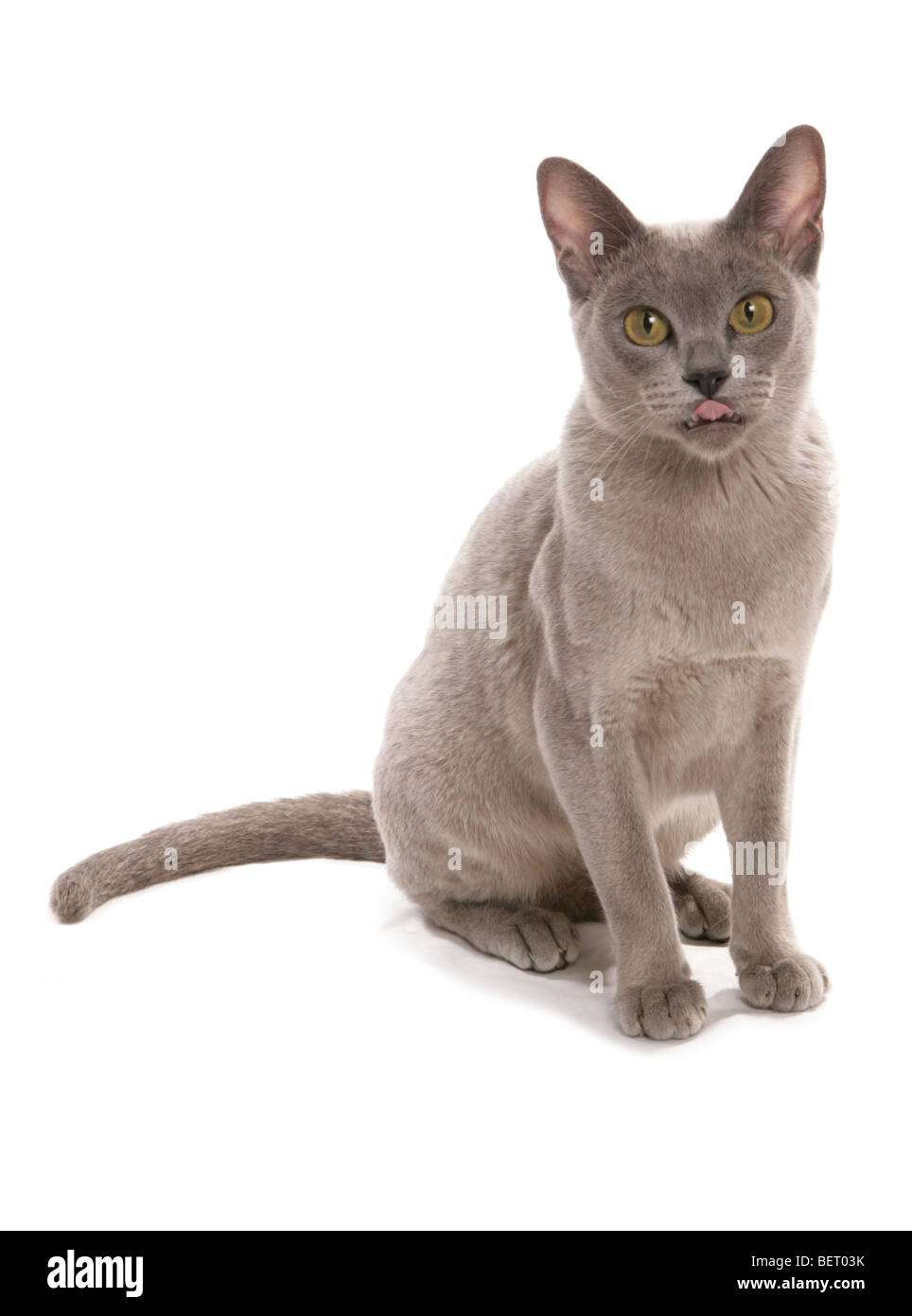 Lilla gatto birmano ritratto in studio Foto Stock