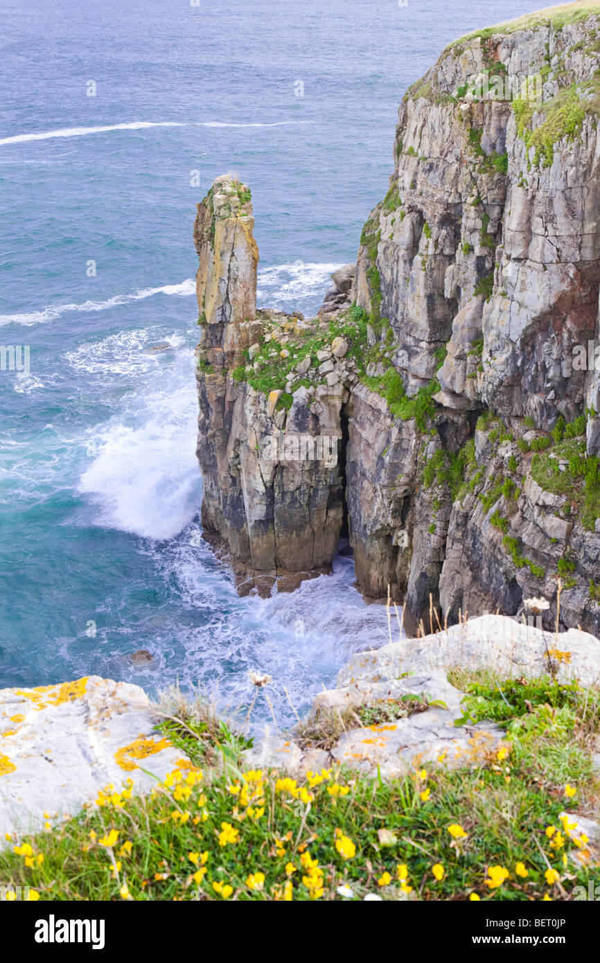 Il Pembrokeshire Coast National Park a St Govan's Head, Pembrokeshire, Galles Foto Stock