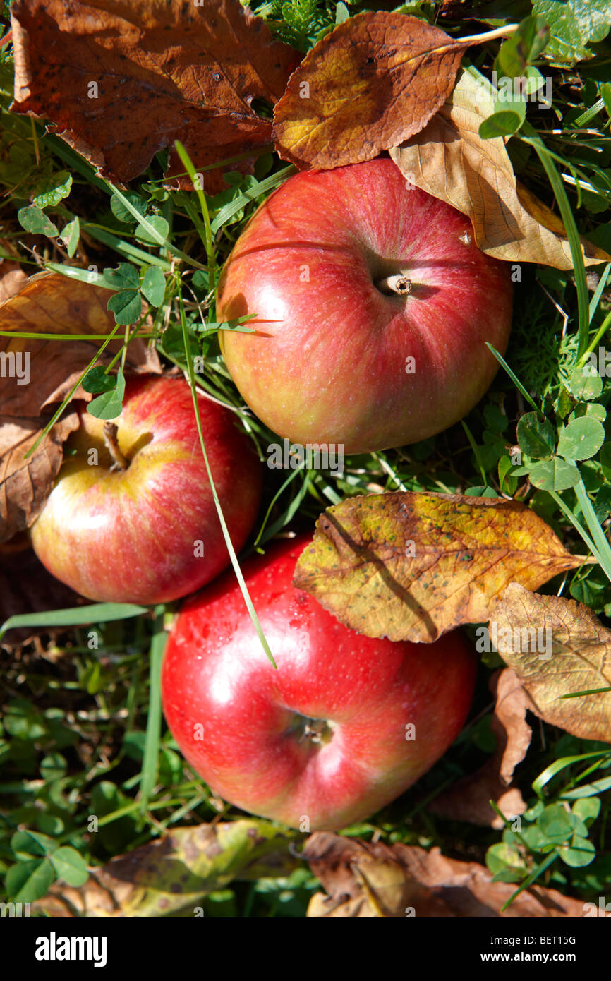 Caduto in autunno le mele rosse in un Apple Orchard Foto Stock