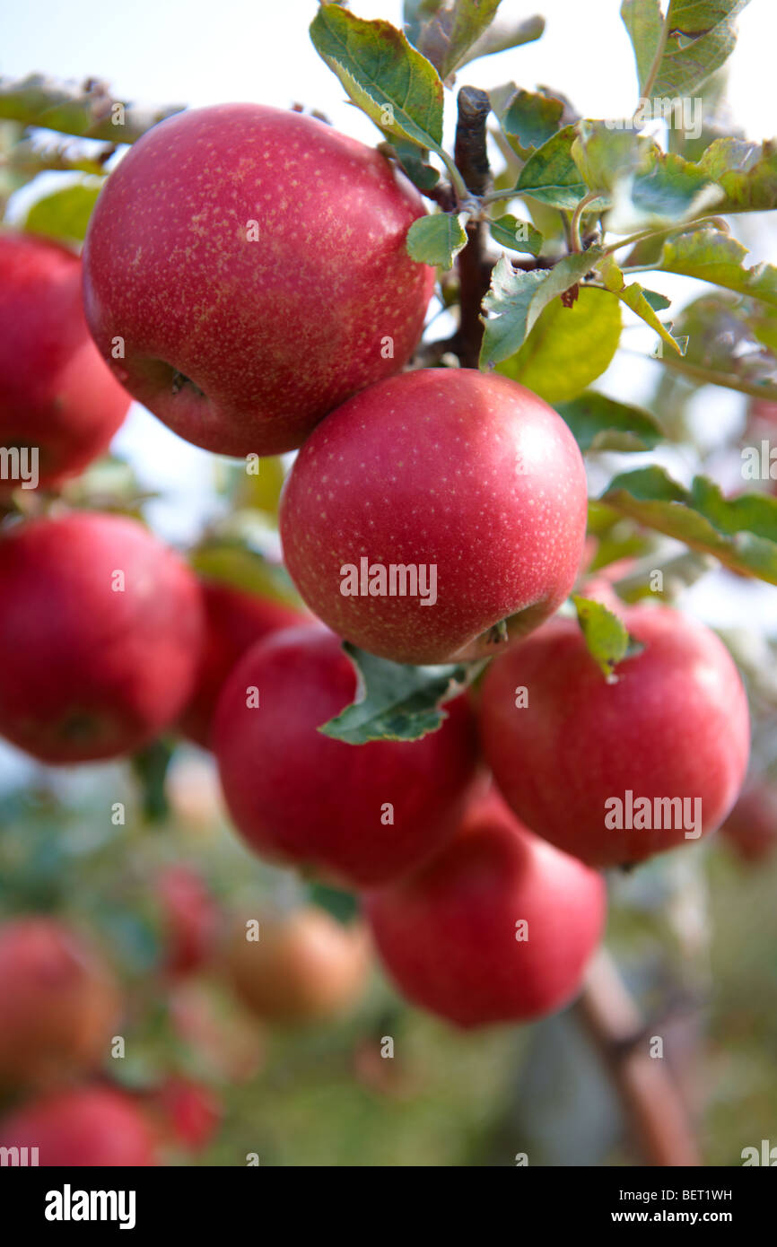 Fresche Mele rosse su un albero di mele in un frutteto Foto Stock