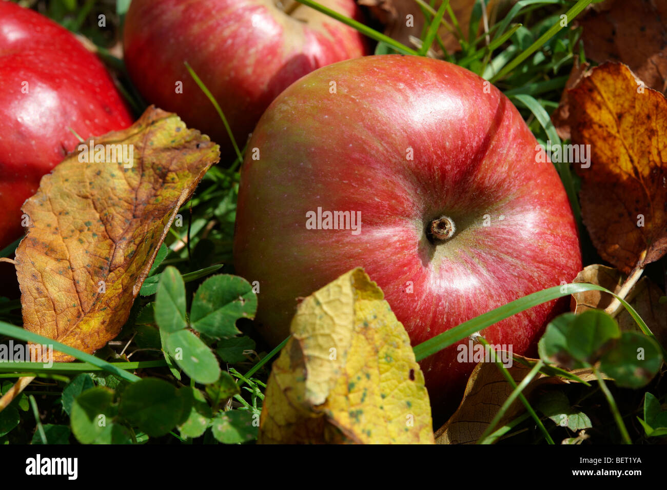 Caduto in autunno le mele rosse in un Apple Orchard Foto Stock