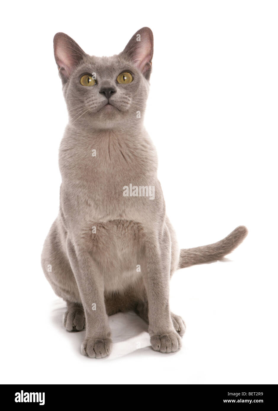 Lilla gatto birmano ritratto in studio Foto Stock