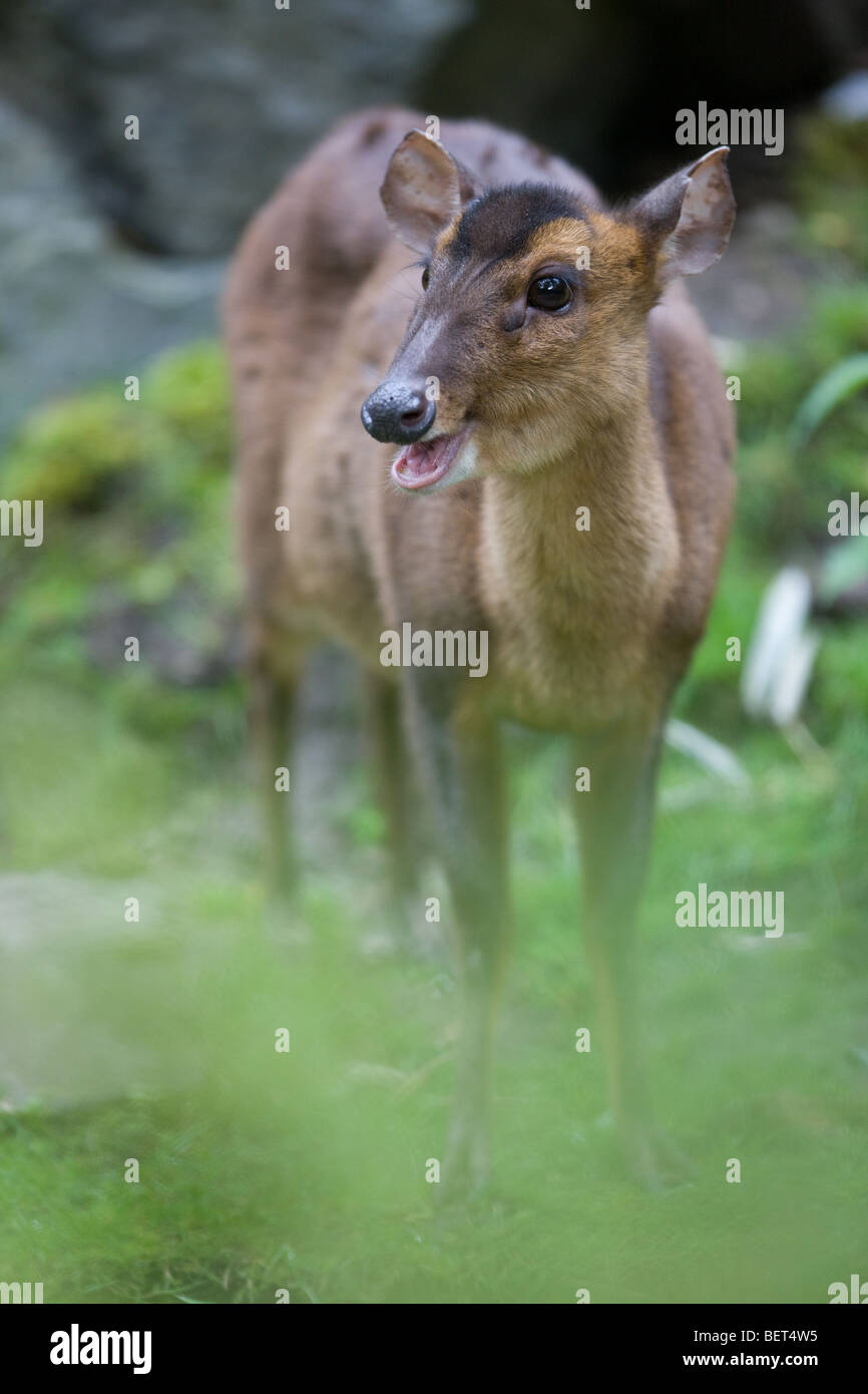 Reeves'so il cinese muntjac - Muntiacus reevesi Foto Stock