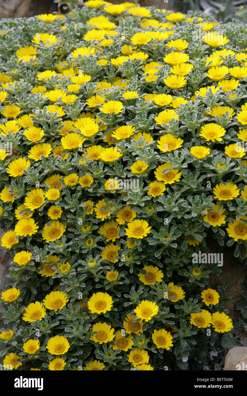 Tappeto tunisino, moneta in oro o spiaggia mediterranea Daisy, Asteriscus maritimus (Bubonium maritimum), Asteraceae, Tunisia, Africa. Foto Stock