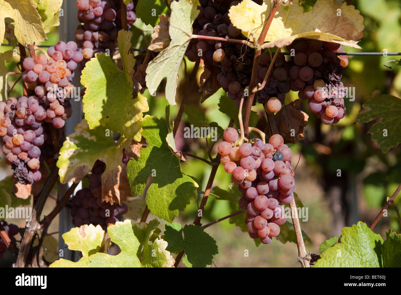 Vigneti Grand Cru di Wettolsheim Alsace Haut Rhin Francia , uve mature del Gewürztraminer / Riesling, vendanges stagione Foto Stock