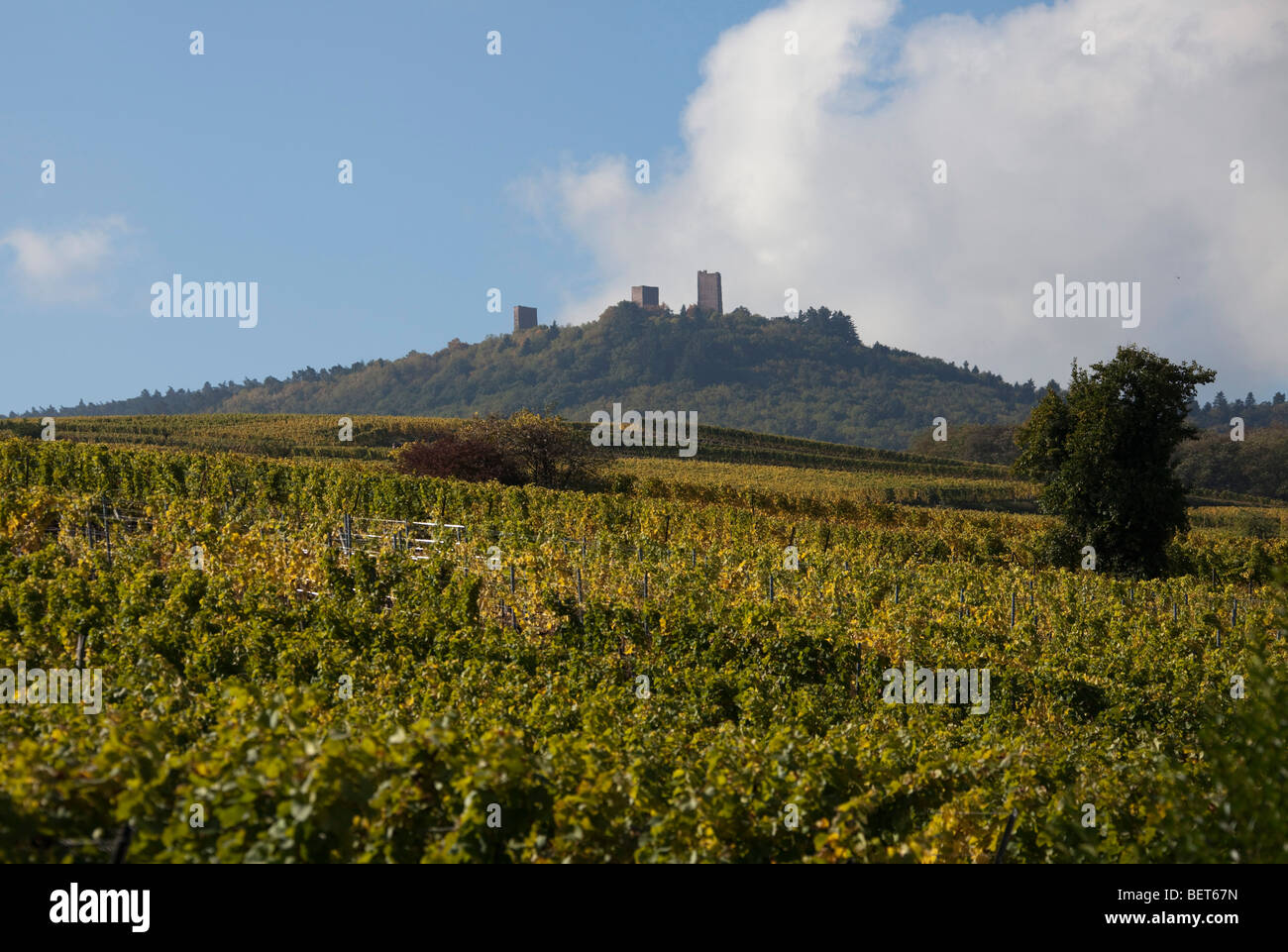 Vigneti Grand Cru di Wettolsheim Alsace Haut Rhin Francia vicino Château du Haut-Koenigsbourg Harvest vendanges stagione Foto Stock