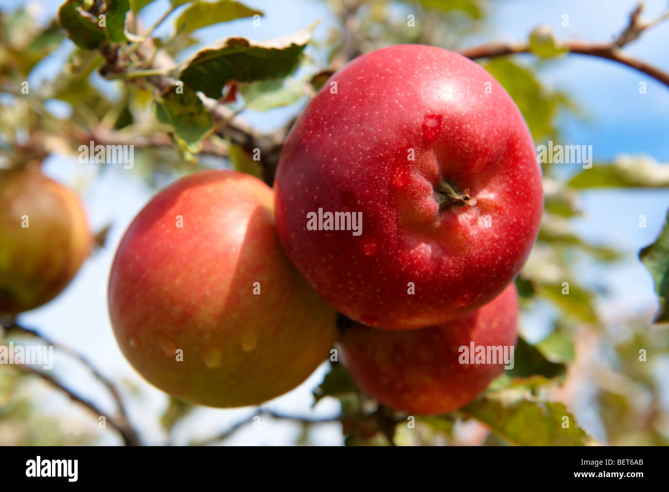 Fresche Mele rosse su un albero di mele in un frutteto Foto Stock