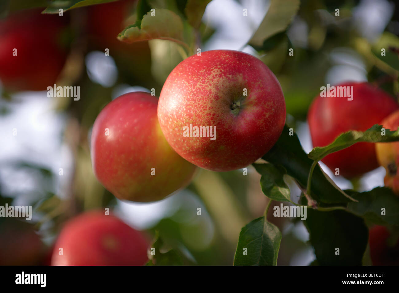 Organico fresche Mele rosse su un albero di mele Foto Stock