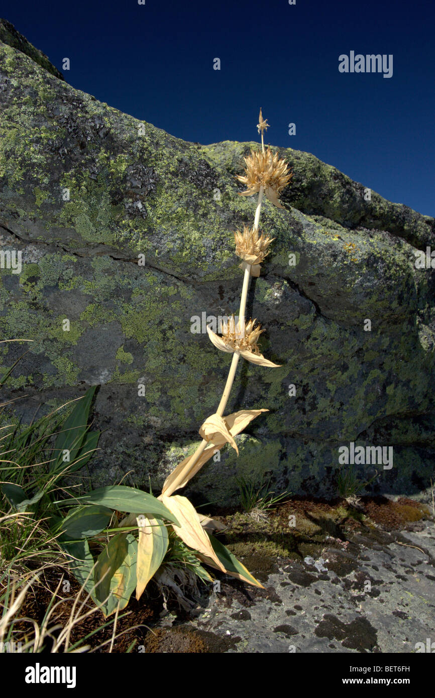 Grande giallo (genziana lutea Gentiana) Foto Stock