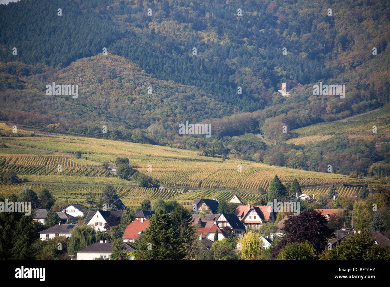 Vigneti Grand Cru di Wettolsheim Alsace Haut Rhin Francia vicino Château du Haut-Koenigsbourg Harvest vendanges stagione Foto Stock