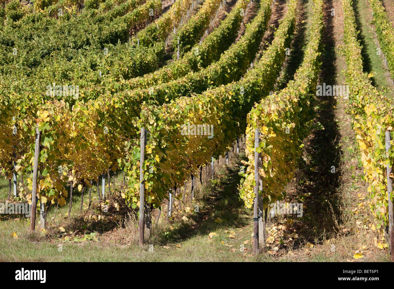 Vigneti Grand Cru di Wettolsheim Alsace Haut Rhin Francia vicino Château du Haut-Koenigsbourg Harvest vendanges stagione Foto Stock