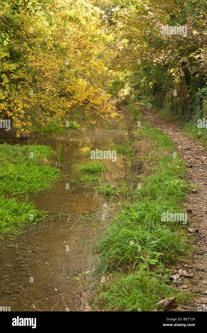 Autunno lungo la parte superiore raggiunge del Tamigi il percorso che si snoda attraverso la Cotswold Water Park vicino a Cricklade, Wiltshire, Regno Unito Foto Stock